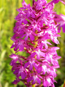 Anacamptis pyramidalis